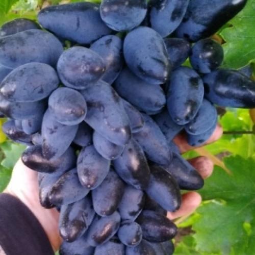 Каталог винограда. Каталог