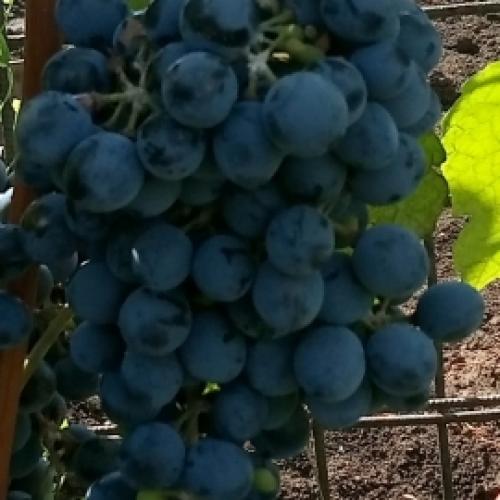 Каталог винограда. Каталог