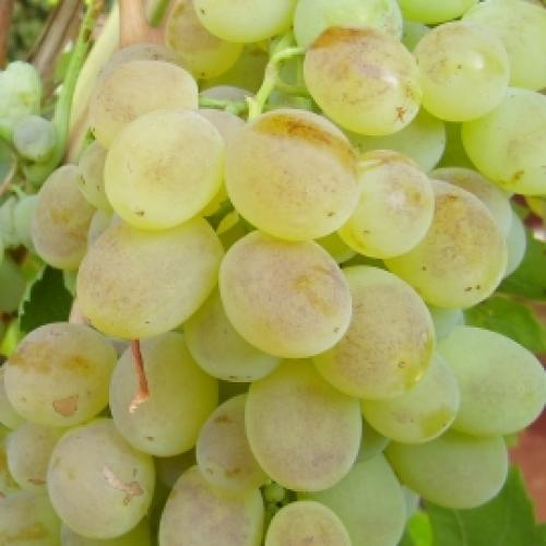 Каталог винограда. Каталог