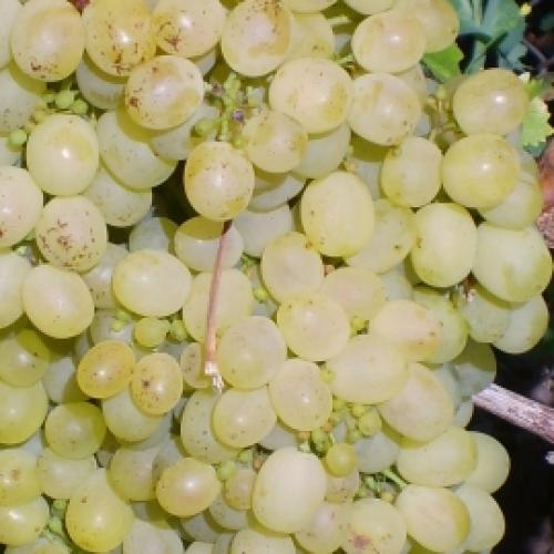 Каталог винограда. Каталог