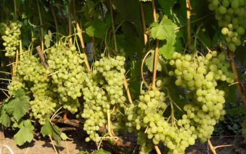 Ранние сорта винограда для средней полосы. Лучшие морозостойкие сорта винограда столового и технического назначения