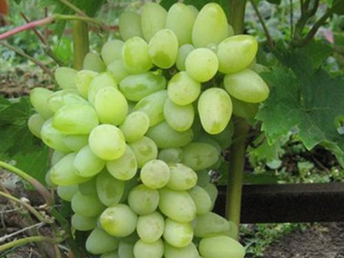 Ранние сорта винограда для средней полосы. Лучшие морозостойкие сорта винограда столового и технического назначения