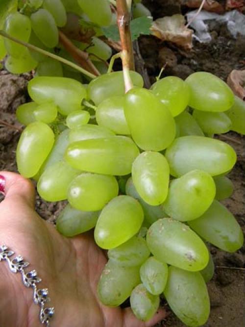 Сверх ранние сорта винограда. Самые лучшие ранние сорта белого винограда: топ-7