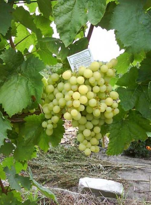 Сверх ранние сорта винограда. Самые лучшие ранние сорта белого винограда: топ-7