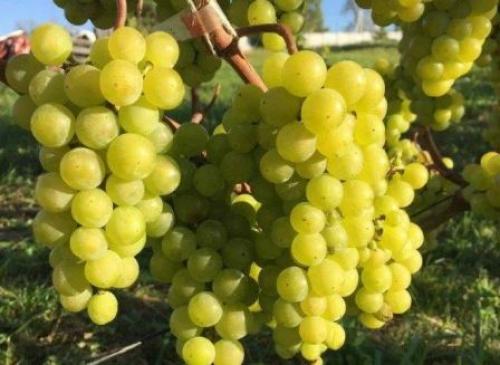 Сорта винограда созревающие за 80 дней. Жемчуг Саба