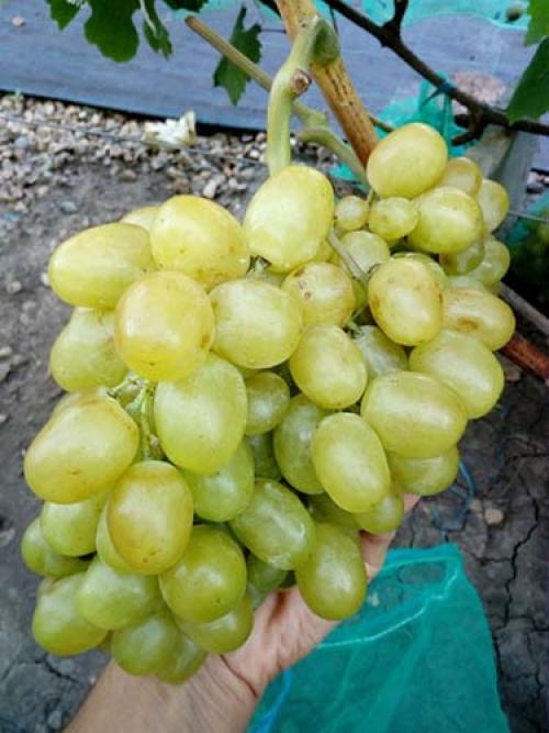 Сверх ранние сорта винограда. Самые лучшие ранние сорта белого винограда: топ-7
