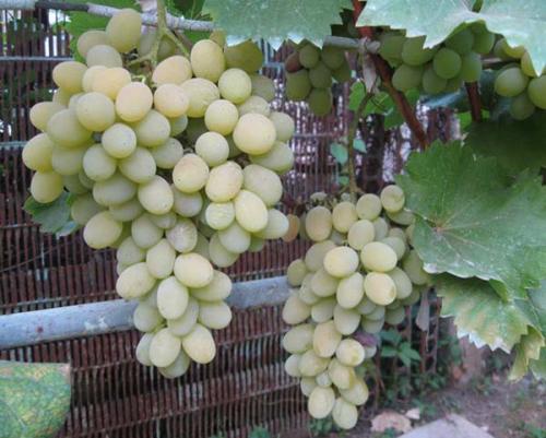 12 лучших сортов винограда. Самые лучшие и популярные белые сорта столового винограда: топ-10
