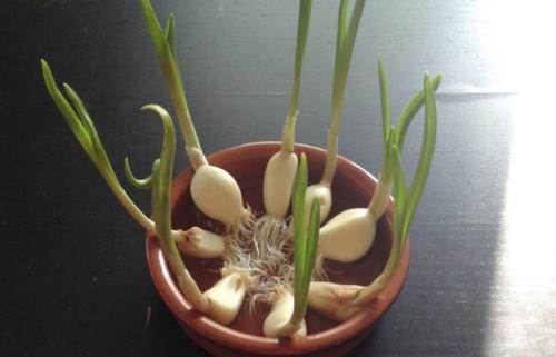 Чеснок выращивание дома. Условия для выращивания чеснока дома