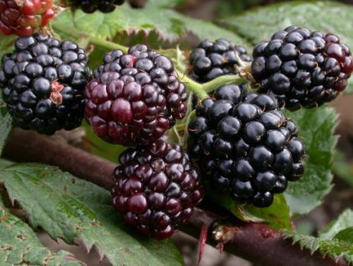 Коровий навоз, как удобрение. Что такое коровяк: отличие от свежего навоза