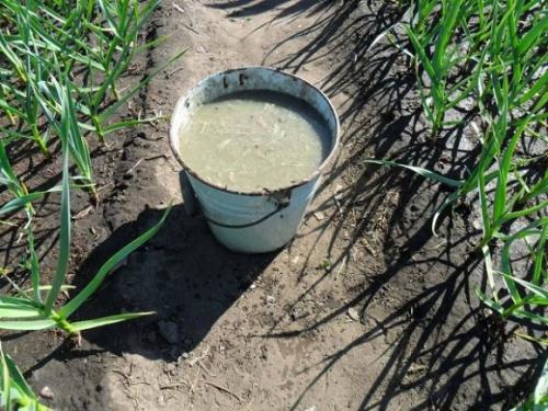 Коровий навоз, как удобрение. Что такое коровяк: отличие от свежего навоза