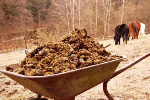 Что нельзя удобрять конским навозом. Конский навоз и его применение в качестве удобрения