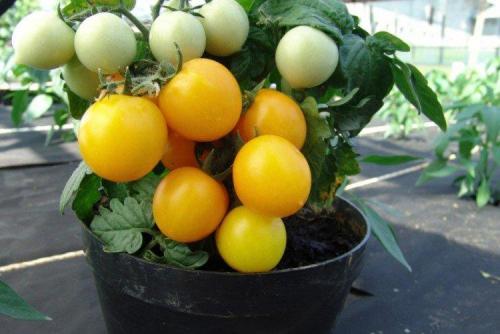 Низкорослые урожайные сорта томатов. Низкорослые томаты: лучшие сорта с фото и названиями (каталог)