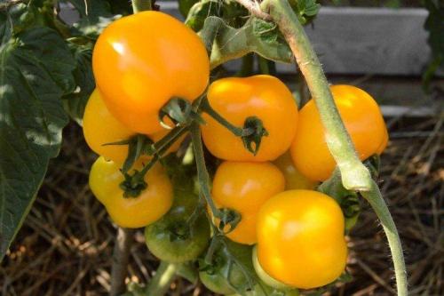 Низкорослые урожайные сорта томатов. Низкорослые томаты: лучшие сорта с фото и названиями (каталог)