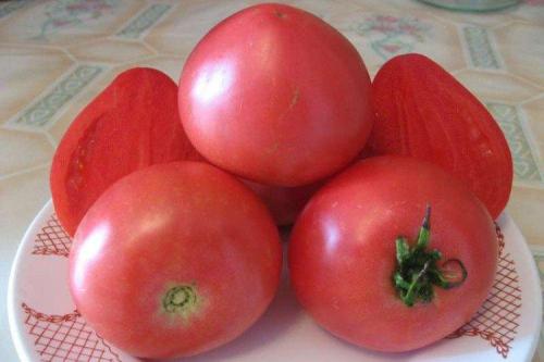 Низкорослые урожайные сорта томатов. Низкорослые томаты: лучшие сорта с фото и названиями (каталог)