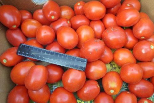 Низкорослые урожайные сорта томатов. Низкорослые томаты: лучшие сорта с фото и названиями (каталог)