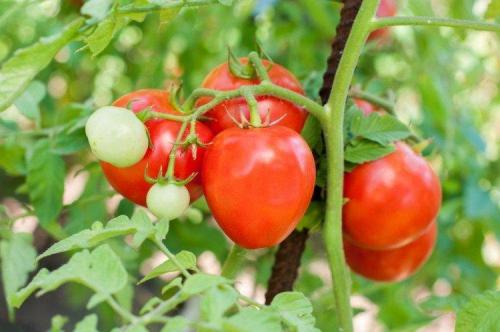 Низкорослые урожайные сорта томатов. Низкорослые томаты: лучшие сорта с фото и названиями (каталог)