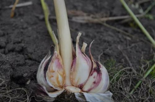 Когда убирать чеснок в 2022 году. Когда убирать чеснок, посаженный осенью
