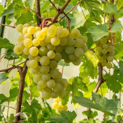 Описания столовых сортов винограда. Столовые