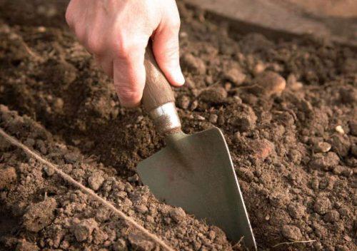 Глубина посадки чеснока. Подготовка грунта
