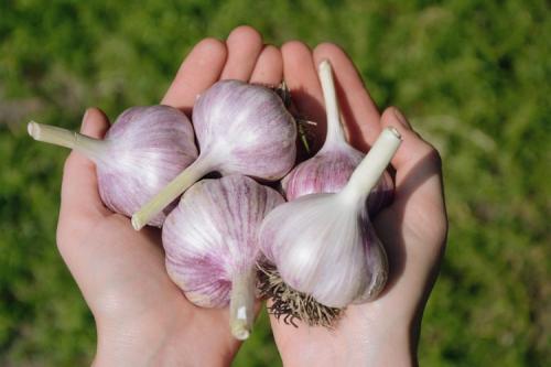 Как подготовить чеснок к посадке весной. Тонкости посадки чеснока весной