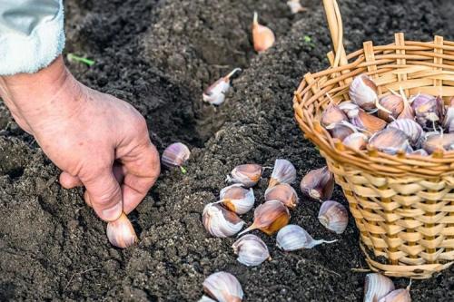 Как подготовить чеснок к посадке весной. Тонкости посадки чеснока весной