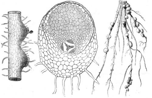 Сидераты от сорняков. Зеленые удобрения