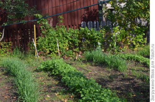 Сидераты овес или горчица. Мои любимые сидераты. Горчица и овёс