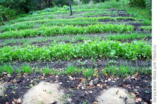 Сидераты овес или горчица. Мои любимые сидераты. Горчица и овёс