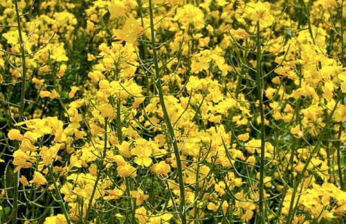 Сидерат, что это такое. Растения-сидераты 16