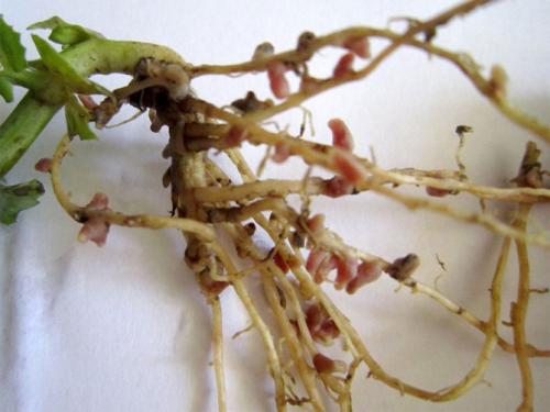 Сидераты от сорняков. Зеленые удобрения