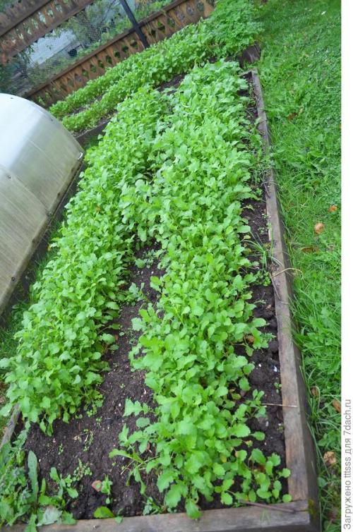 Сидераты овес или горчица. Мои любимые сидераты. Горчица и овёс