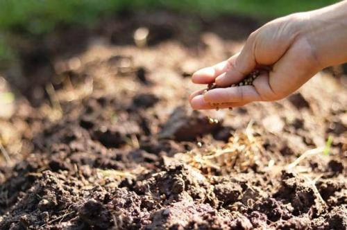 Сезонные работы в ноябре. Работы в огороде в ноябре