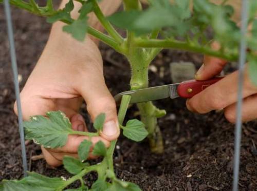 Надо ли обрезать многолетники на зиму и когда. Добавление статьи в новую подборку 01 Надо ли обрезать многолетники на зиму и когда. Добавление статьи в новую подборку 01