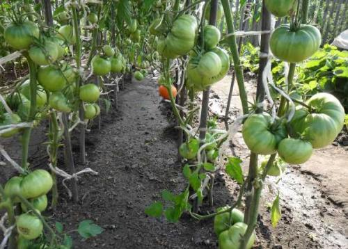 Надо ли обрезать многолетники на зиму и когда. Добавление статьи в новую подборку 03 Надо ли обрезать многолетники на зиму и когда. Добавление статьи в новую подборку 03