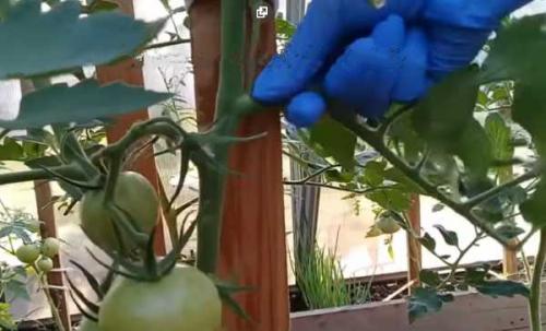 Надо ли обрезать многолетники на зиму и когда. Добавление статьи в новую подборку 05 Надо ли обрезать многолетники на зиму и когда. Добавление статьи в новую подборку 05