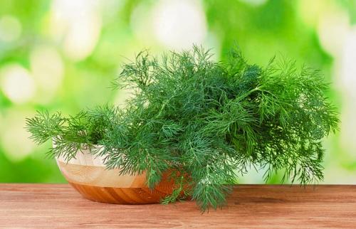 Когда сажать зелень. Популярные пряные и зеленные культуры