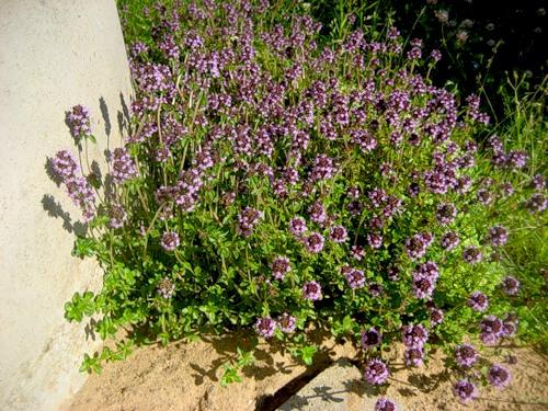 Самые волшебные травы у славян и их названия. Растения, как живые существа 01