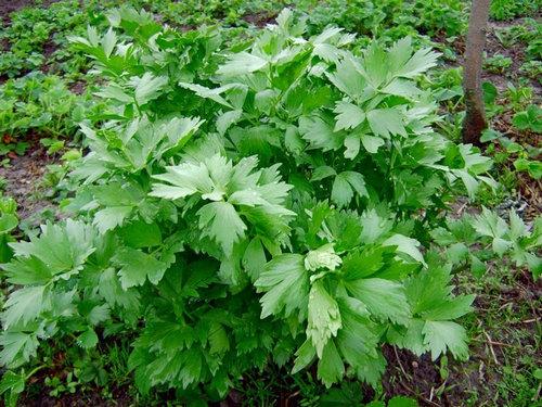 Самые волшебные травы у славян и их названия. Растения, как живые существа