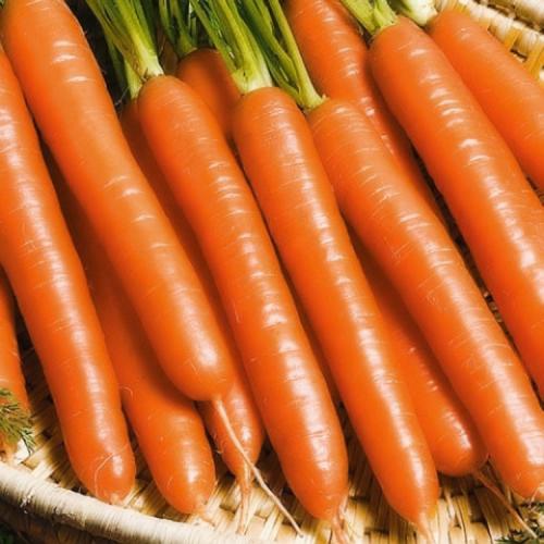 Морковь растет в грядке. Выращивание моркови в открытом грунте: правила и рекомендации