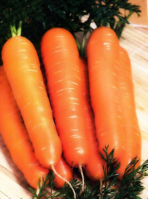 Морковь растет в грядке. Выращивание моркови в открытом грунте: правила и рекомендации