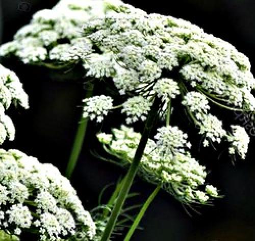 Белые волоски на моркови. Морковные почему. Стрелкование и мохнатость