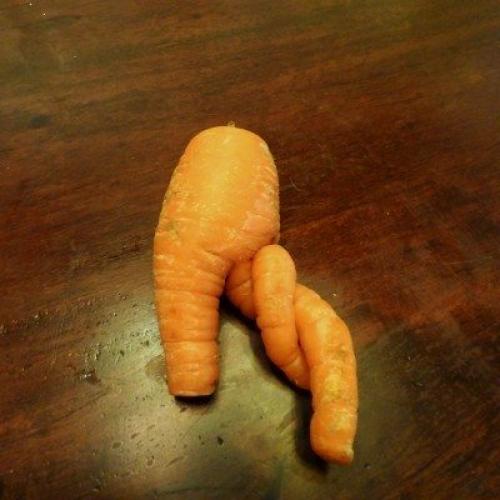 Деформация корня моркови. Deformed Carrots: Reasons For Distorted Carrots And How To Fix A Carrot Deformity