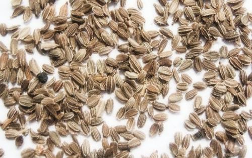 Морковь растет в грядке. Выращивание моркови в открытом грунте: правила и рекомендации