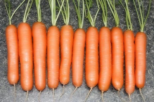 Морковь растет в грядке. Выращивание моркови в открытом грунте: правила и рекомендации