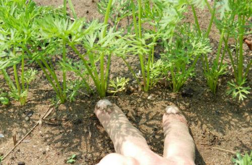 Морковь растёт на грядке или в грядке. Выращивание и уход за морковью