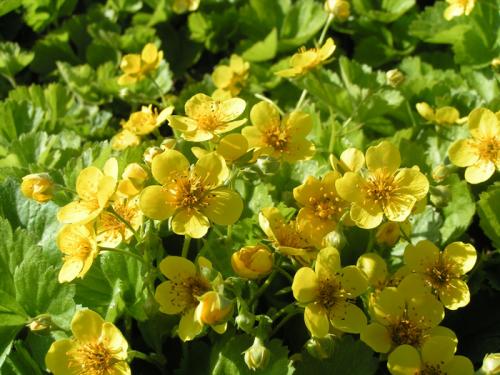 Декоративная стелющаяся трава. Почвопокровные многолетники (ТОП-25) — названия с фото