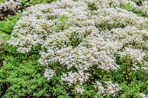 Декоративная стелющаяся трава. Почвопокровные многолетники (ТОП-25) — названия с фото