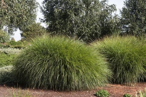 Декоративные травы для сада. Декоративная трава — применение в ландшафтном дизайне и подбор злаков (95 фото)