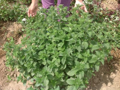 Декоративные травы для сада. Декоративная трава — применение в ландшафтном дизайне и подбор злаков (95 фото)