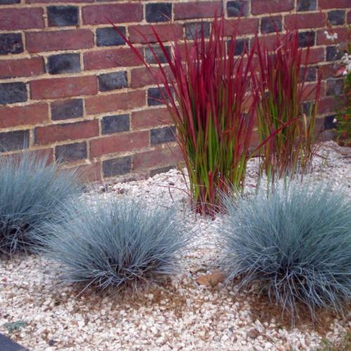 Декоративные травы для сада. Декоративная трава — применение в ландшафтном дизайне и подбор злаков (95 фото)